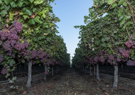 agricultural-investment-menu-thumbnail