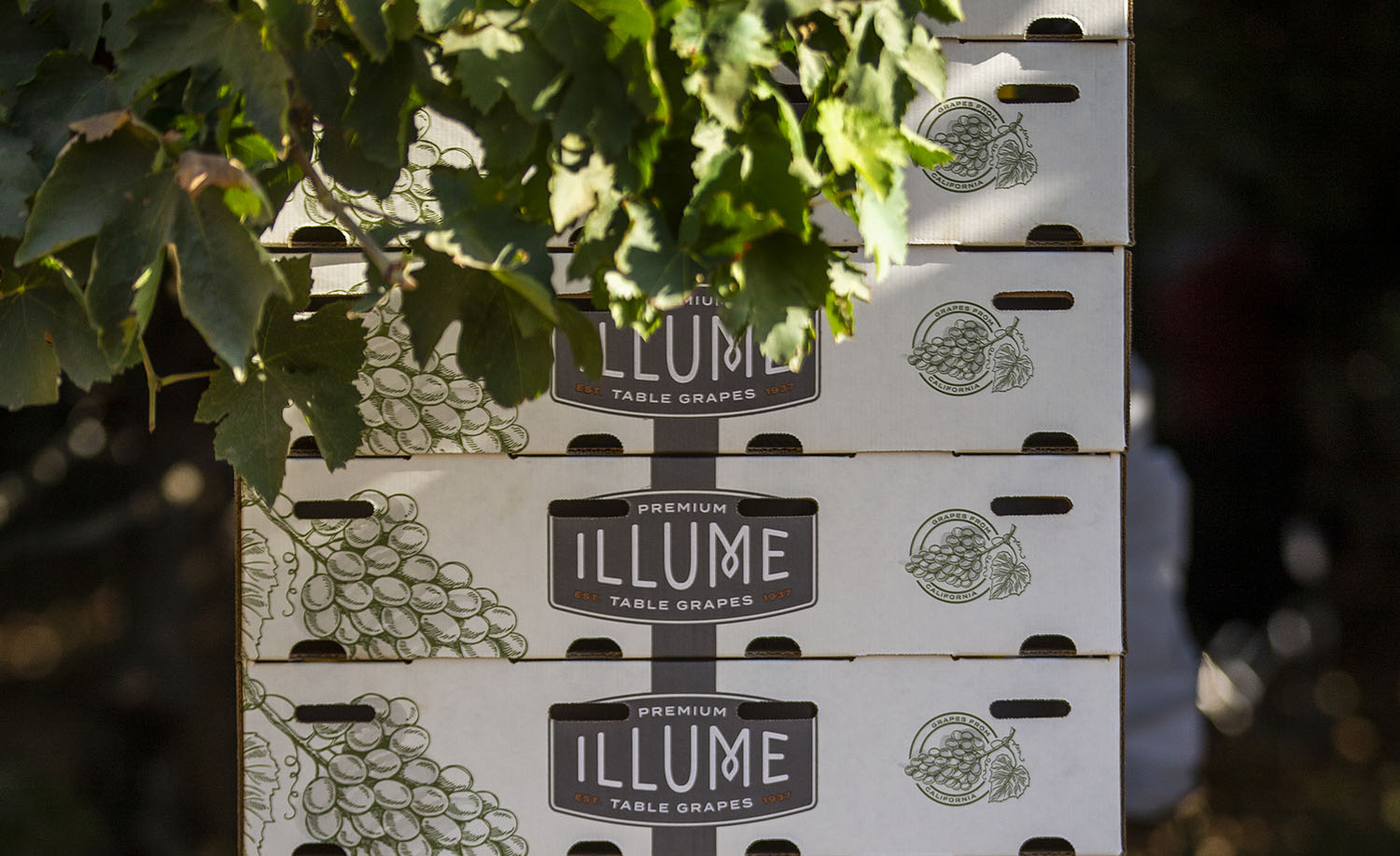 Premium-Table-Grapes-Product