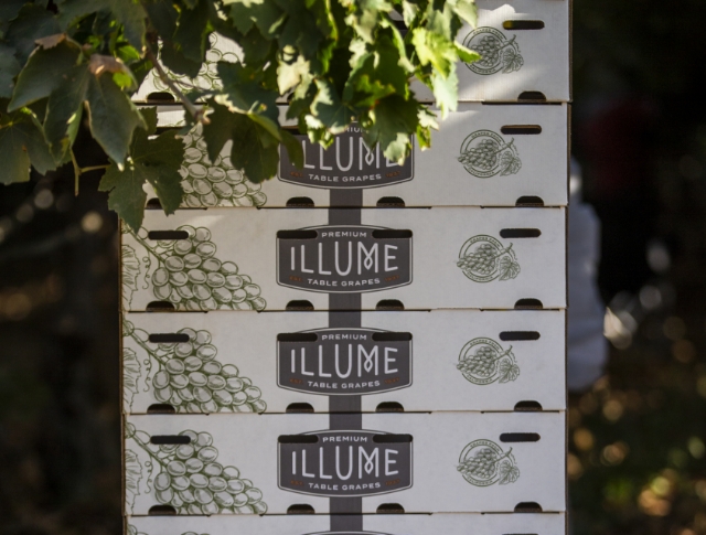 table grape service thumbnail