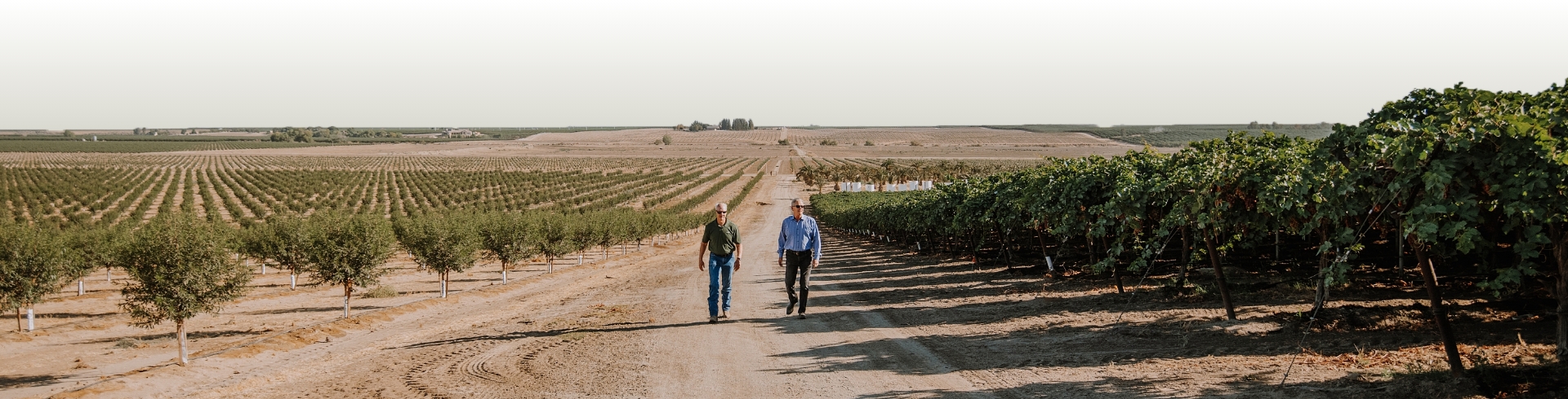 lighting the way to successful agricultural bg